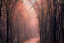 欧文的高效表现让球迷们惊叹不已