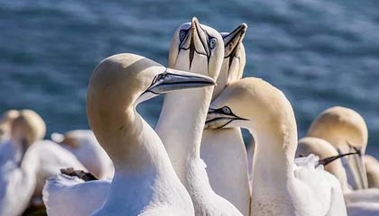 开云体育官方网站入口-NBA西北区域大战，掘金击败爵士锁定季后赛资格，nba 西部