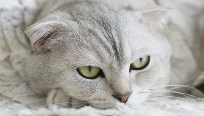 开yun体育官网-人客场击败黄蜂，联手豪取七连胜，黄蜂队比赛视频聚胜顽球汇