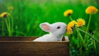 开云体育官网-韩国女足迎战意大利，力争晋级杯赛